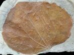 Detailed Fossil Leaf (Zizyphoides) - Montana #56684-1